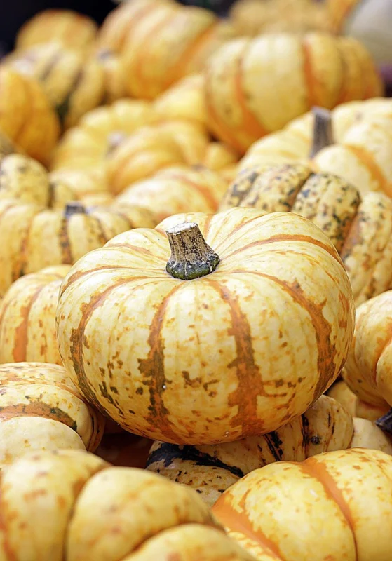 Halloween Kürbis Gala im Via Salina – Tannheimer Tal
