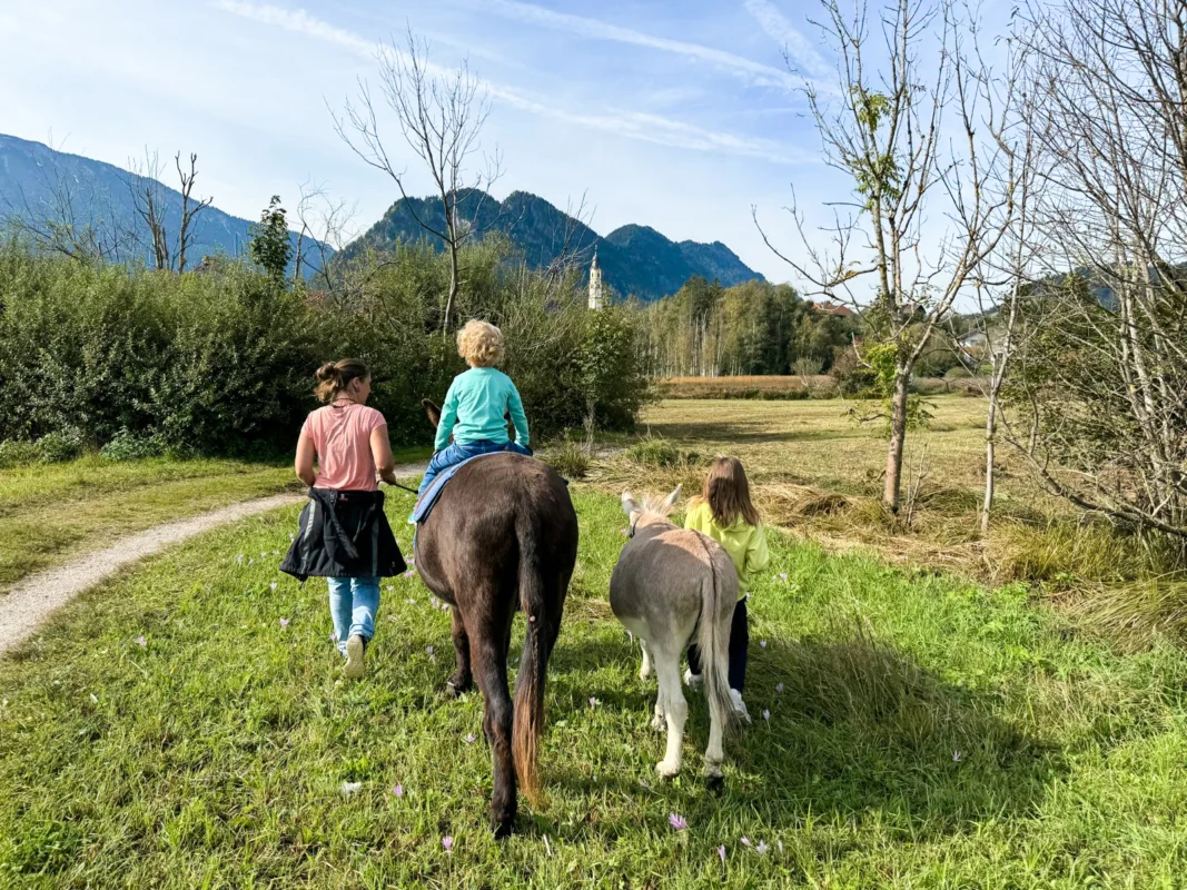 Eselwanderung im Pfrontener Moor – Pfronten