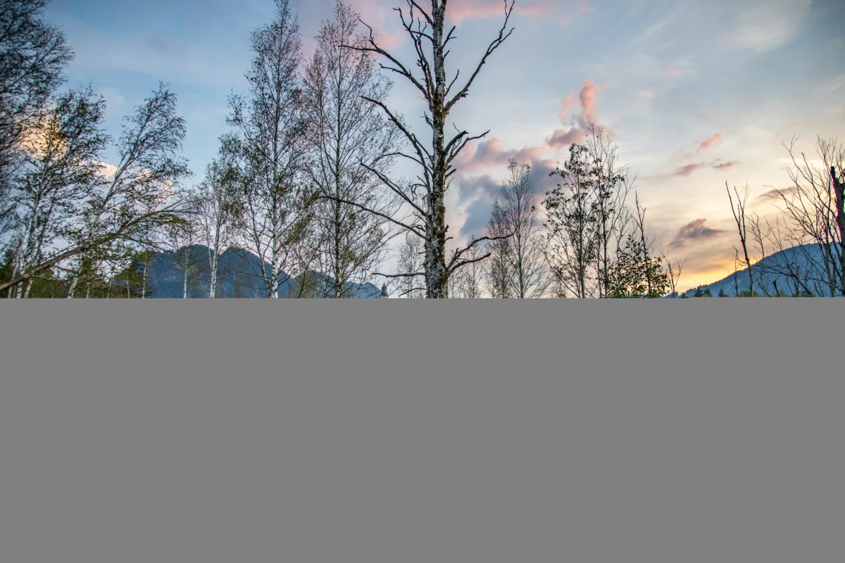 Moorwanderung: Zur blauen Stunde im Pfrontener Moos – Pfronten